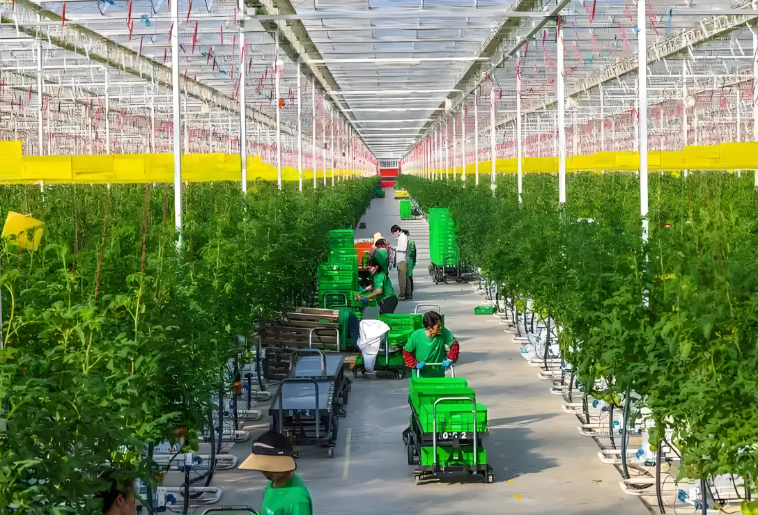 10亿元产值，这座“番茄工厂”不一般